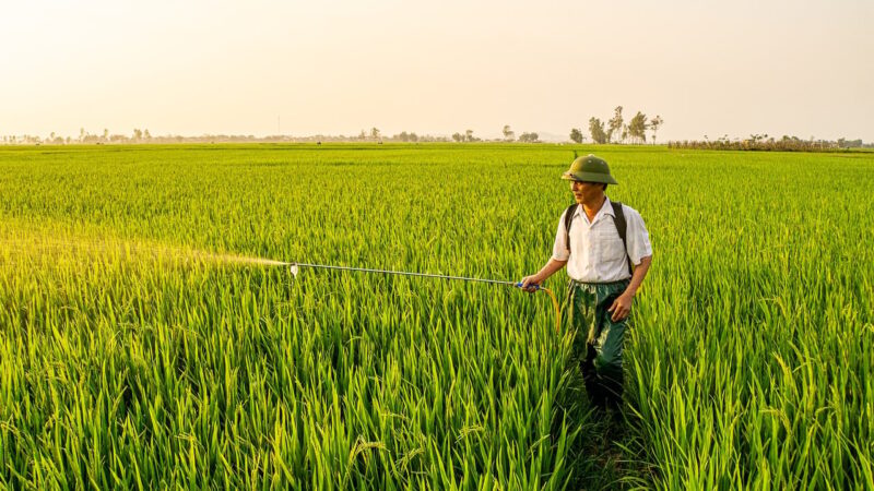Quais trabalhadores do campo têm direito à Aposentadoria Rural? Entenda quem se encaixa na lei